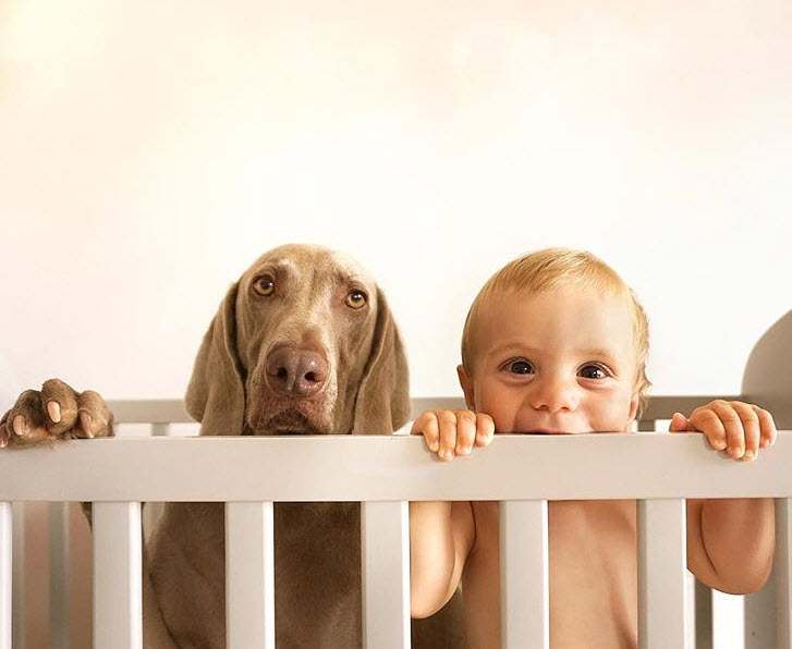 Illustration de l'article : Des propriétaires photographient la complicité entre leurs chien et leur enfant